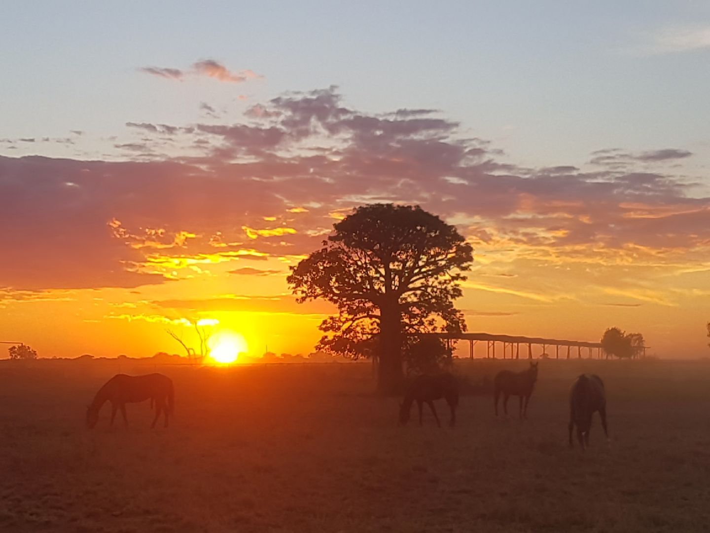 2GR Fullblood Wagyu farm